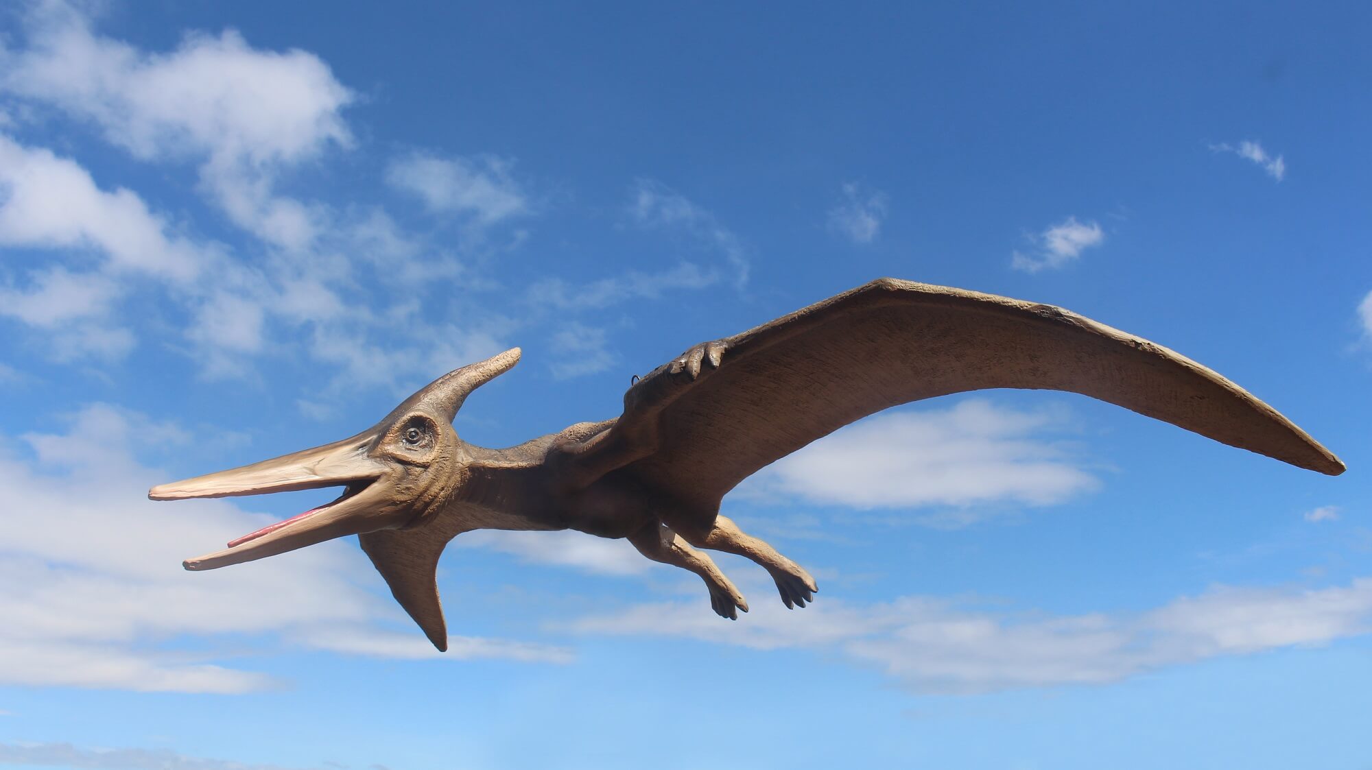 Pteranodon vs Pterodactyl Sky Giants of the Mesozoic EraDinosaur