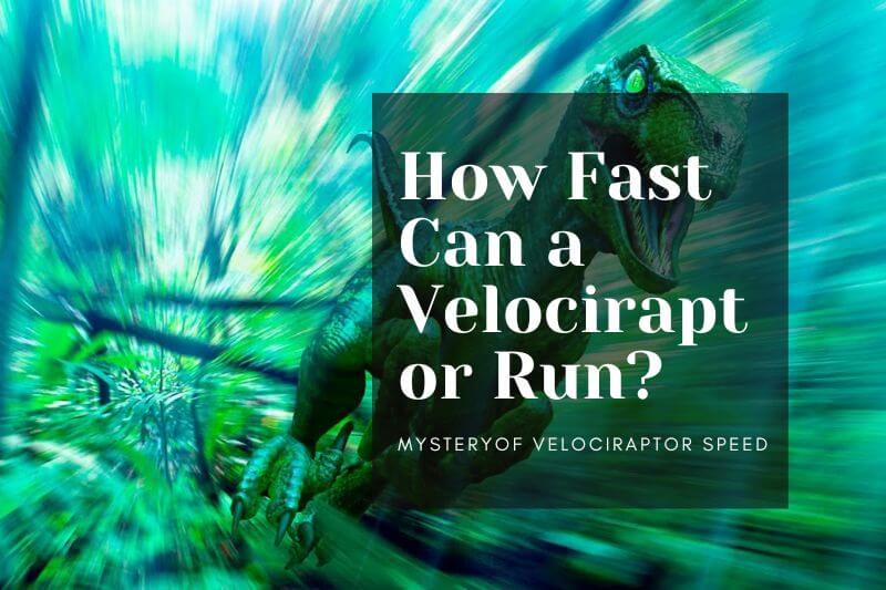 How Fast Can a Velociraptor Run?