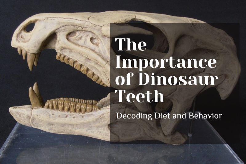 The Importance of Dinosaur Teeth: Decoding Diet and Behavior