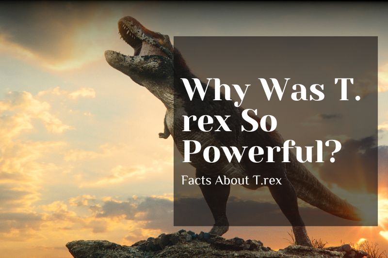 Why Was T. rex So Powerful