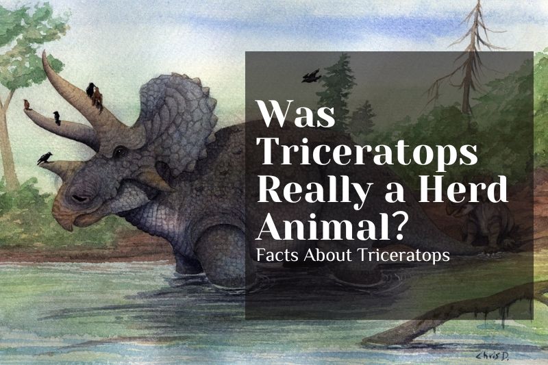 Was Triceratops Really a Herd Animal?