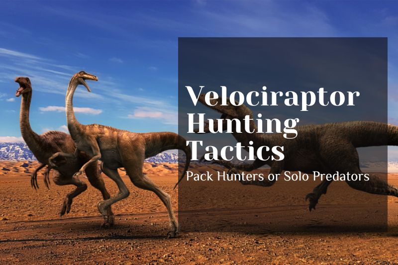 Velociraptor Hunting Tactics: Pack Hunters or Solo Predators