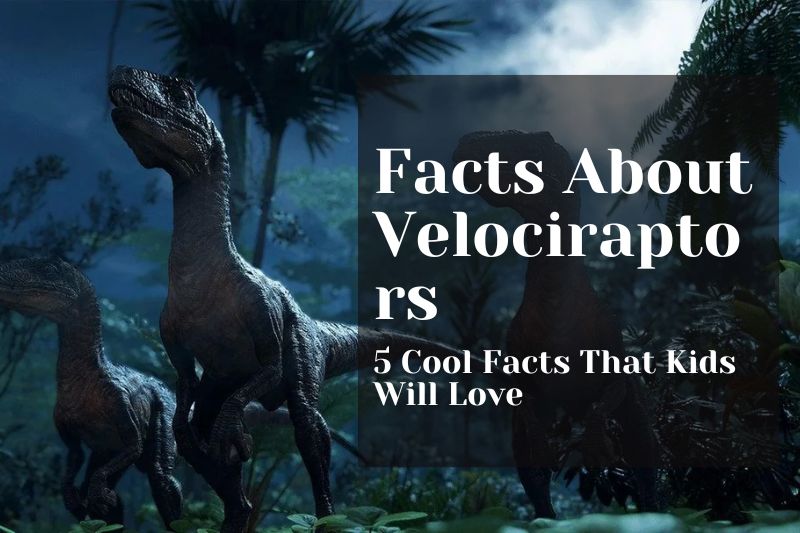 5 Cool Facts About Velociraptors Kids Will Love