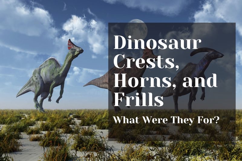 Dinosaur Crests, Horns, and Frills: What Were They For?
