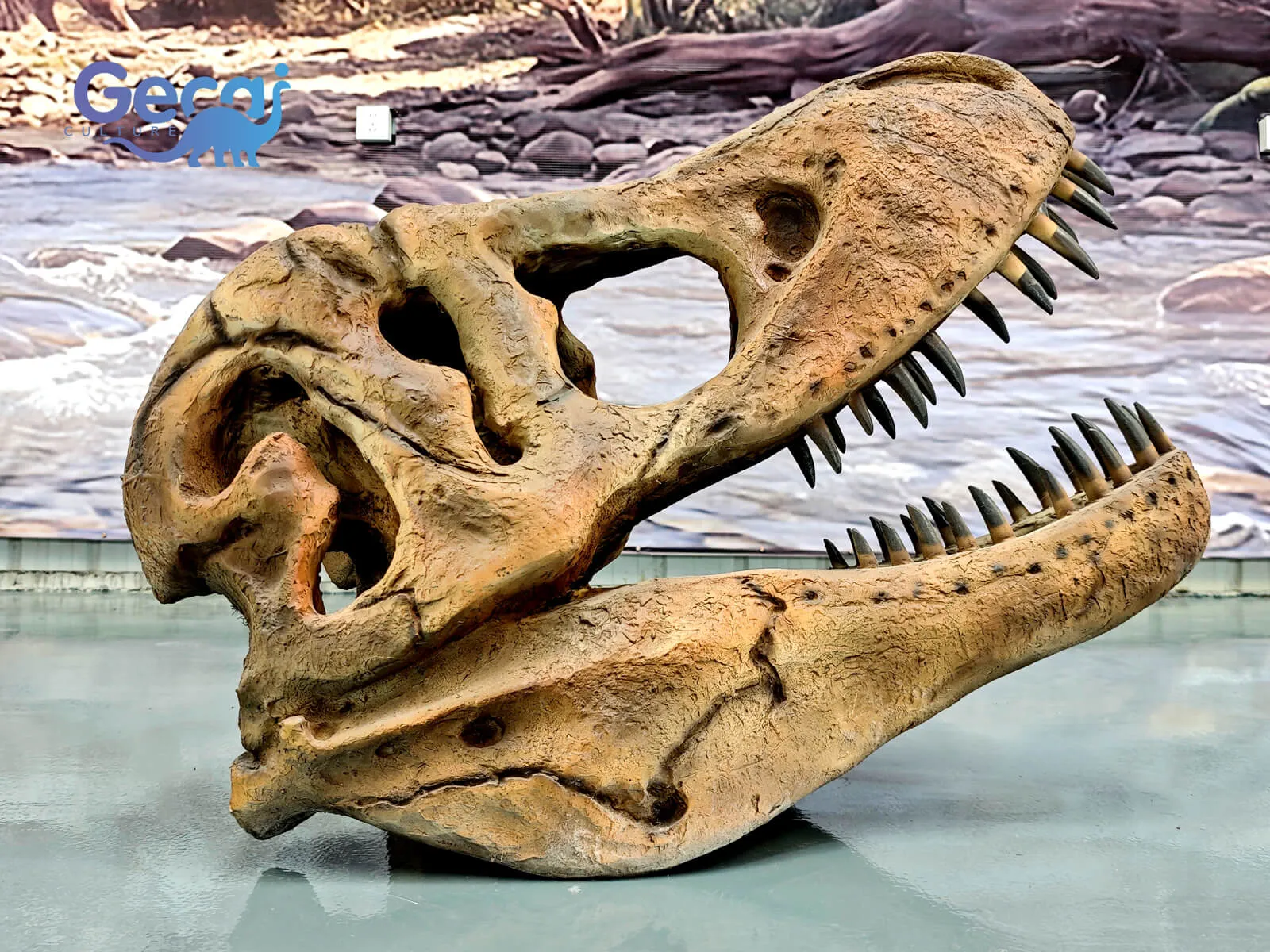 Notre réplique réaliste de fossile de crâne Trex est une reproduction impressionnante et très détaillée de l'une des espèces de dinosaures les plus emblématiques, le Tyrannosaurus rex. Fabriquée avec précision et souci d