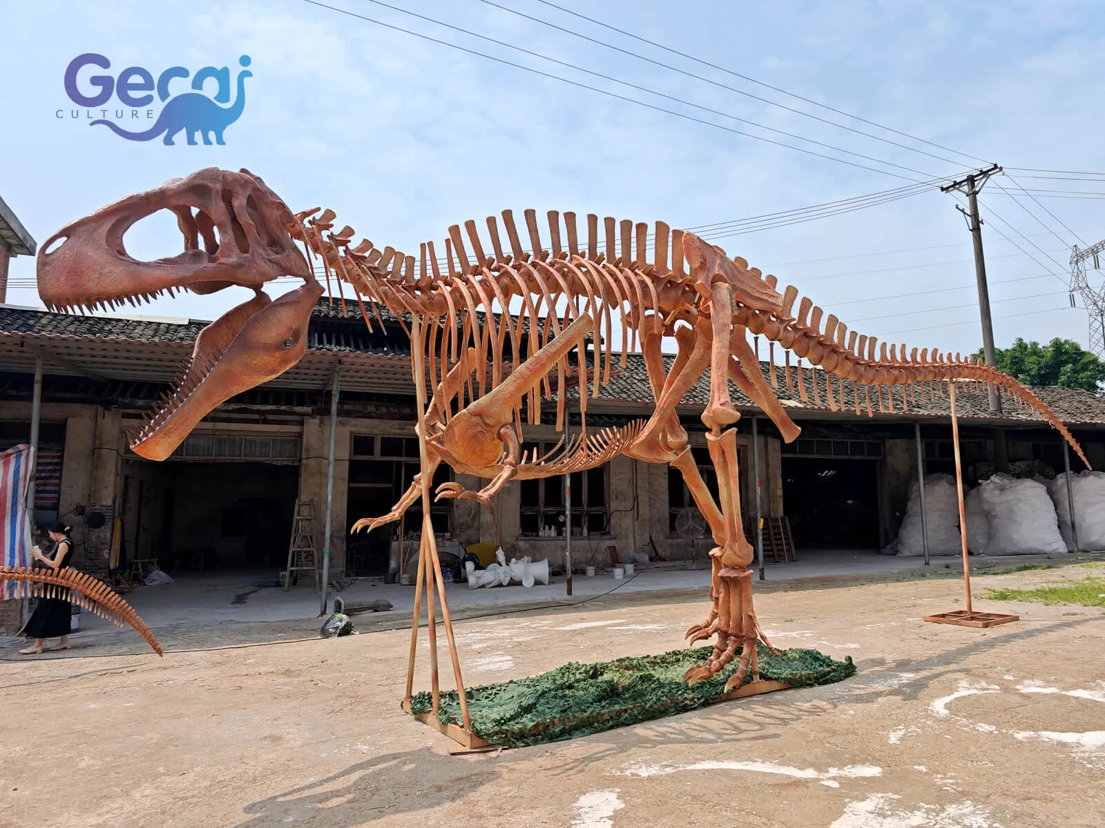 Remontez le temps avec notre réplique fossile de squelette T-Rex méticuleusement conçue, parfaite pour les musées, les établissements d'enseignement ou les collections privées. Cette réplique grandeur nature capture tous