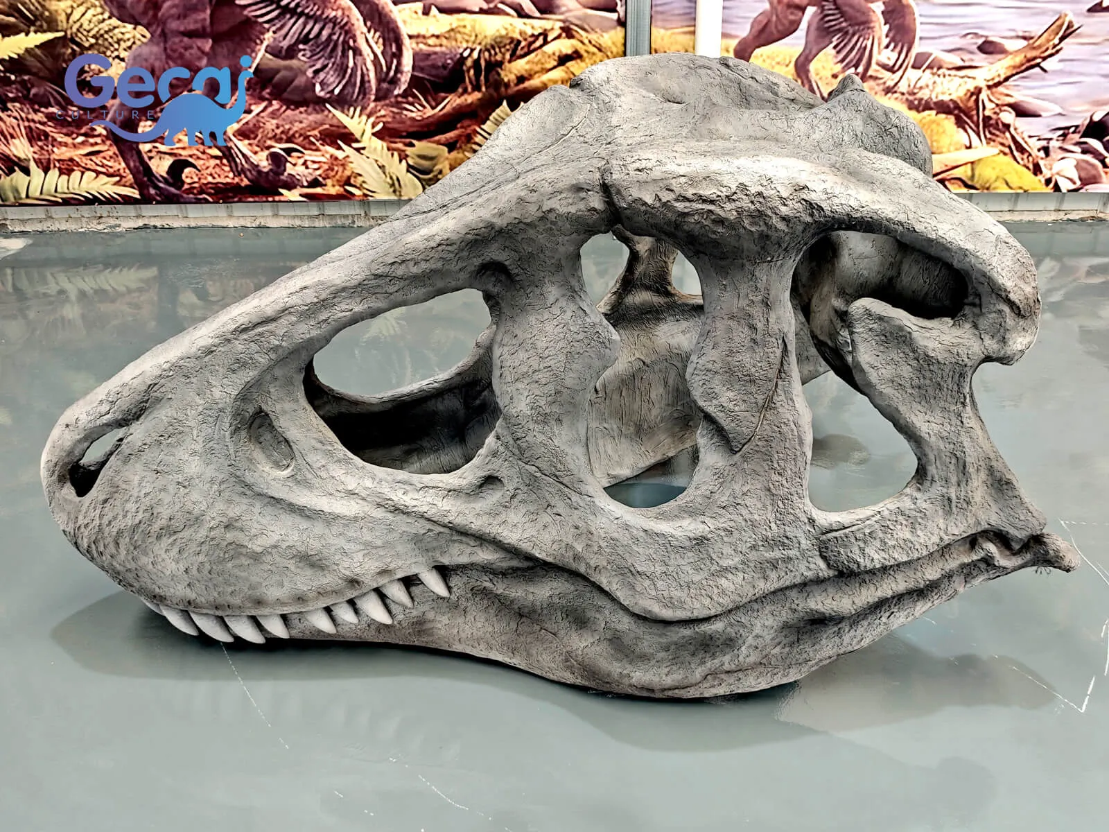 Allosaurus crânio fóssil réplica para Museu