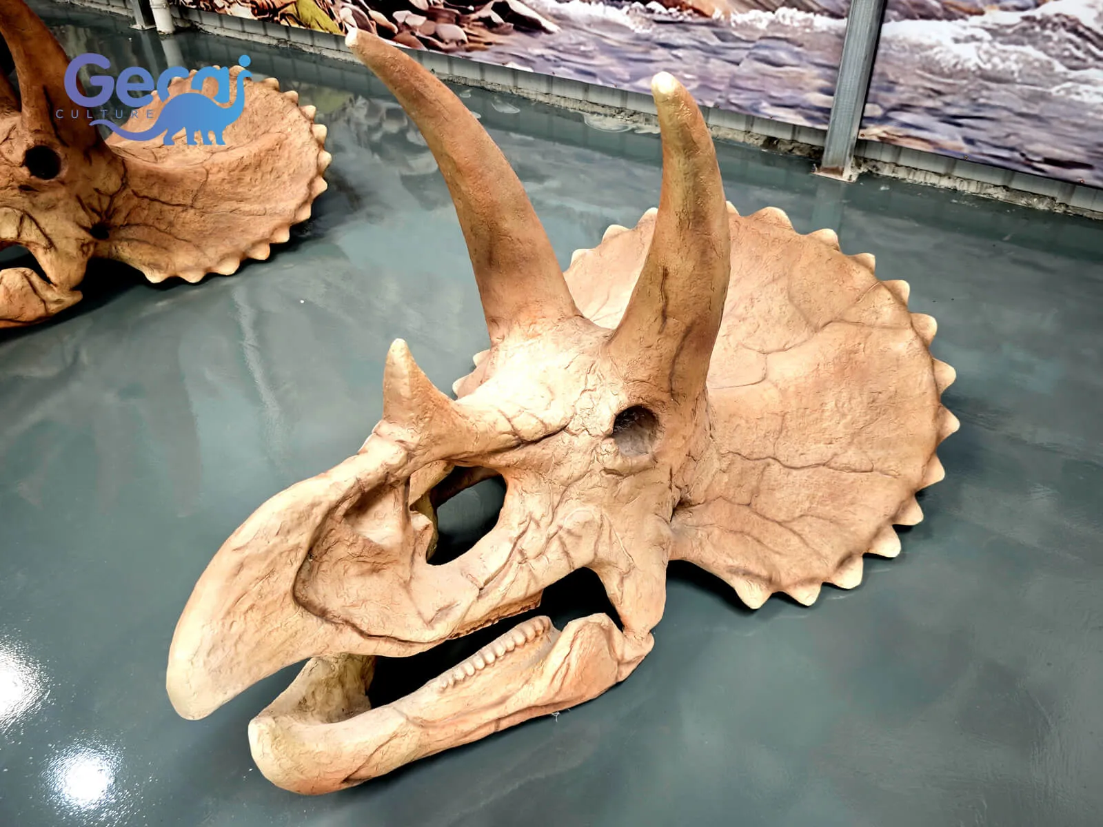 Triceratops Skull Fossil Replica for Museum é uma exposição com qualidade de museu projetada para museus de história natural, centros de ciência, instituições educacionais e atrações temáticas de dinossauros. Replicando